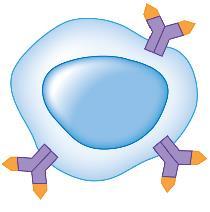 B cells Plasma cell