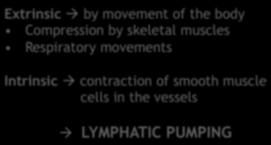 Lymphatic" Lymph Node" Passive