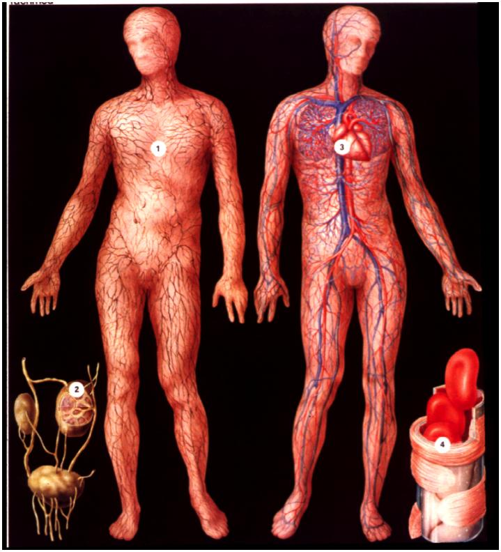 Lymphatic system Anatomy & morphology Present at densities similar to those of blood vessels, through most