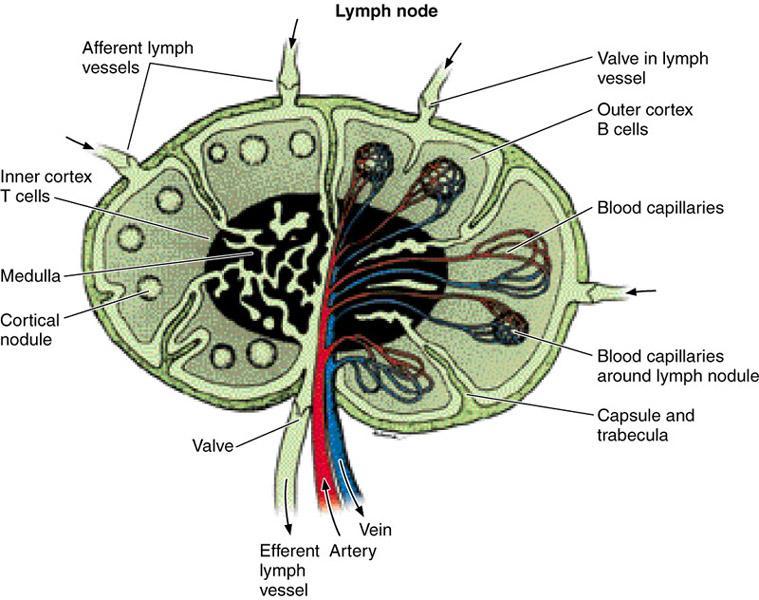 Schematic representation of the structure of a lymph node. Note the outer and inner cortex, the medulla, and the blood and lymph circulation.