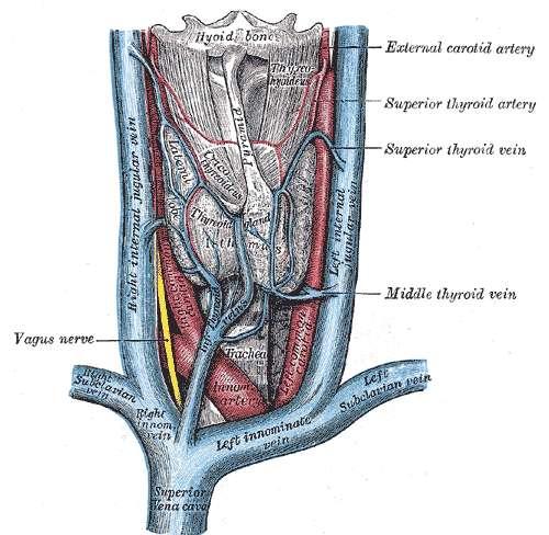 7.vagus Nerves 8.Phrenic Nerves 9.Sympathetic trunk IN DETAILS:(CONTENTS) 1.