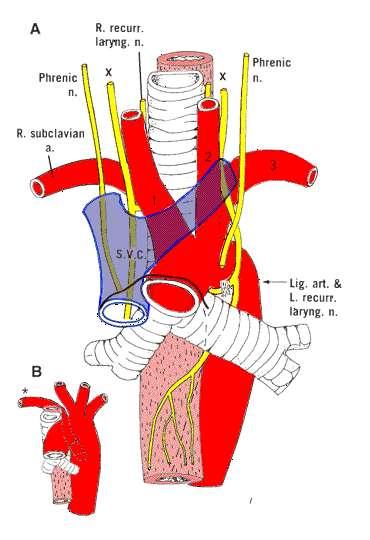 5.Phrenic nerves: -are close to the pericardium -paired (left and right) -are motor innervation to the muscles of the diaphragm **note: if the phrenic nerve is cut in the neck; so diaphragm is