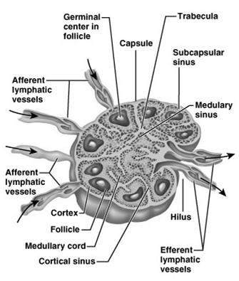 Lymph Node Structure Major Structures: 1. The lymph node capsule 2. The subcapsular sinus 3.