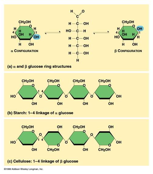 CHAPTER 5- The Structure and Function of Large Biological Molecules CARBOHYDRATES = sugars and their polymers FUNCTIONS: *Energetic fuel source/storage *Structural building blocks MONOSACCHARIDES: C,