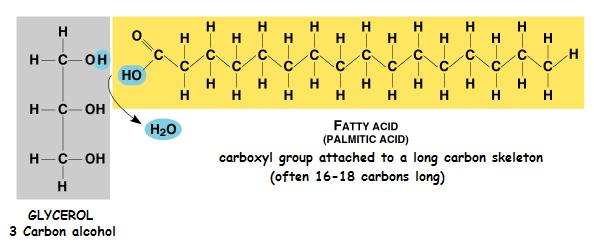 Hydrocarbon chain of 10-50 carbons in length Fatty acids vary in length (number of carbons) and in the number and locations of double bonds Three fatty acids can be the same or different SATURATED -