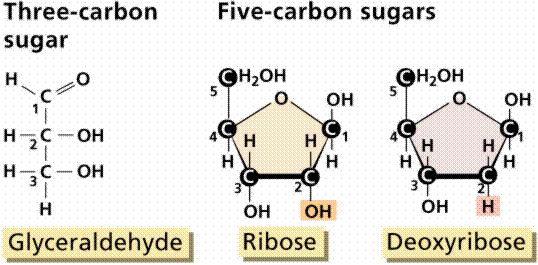 reduce the strength of hydrogen bonds) presence of reducing agents (break S-S bonds between cystines) NUCLEOTIDES AND NUCLEIC ACIDS INFORMATION FLOW IN CELLS = Central Dogma of Molecular Biology DNA