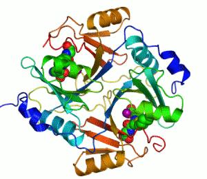 Structure of Proteins Proteins are made of the