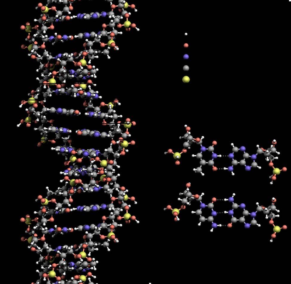 Structure of Nucleic Acids Nucleic acids are made of the