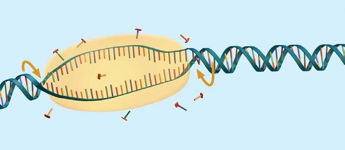 Types and Functions of Nucleic