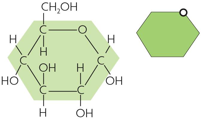 Molecules in food store chemical energy in