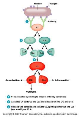 outer membrane then recruits C6, C7, & C8 the C5b-C8 complex triggers multiple C9 proteins to complete the circular membrane attack complex (MAC) MAC formation produces a hole in membrane & cytolysis