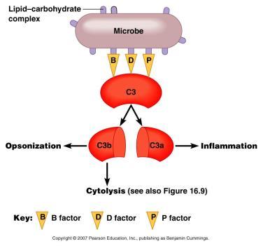 Alternative Complement Pathway The alternative pathway activates C3 in a different way: spontaneously formed