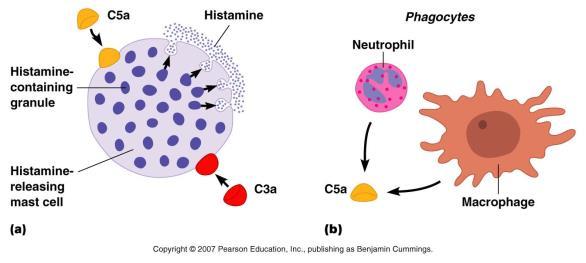 Inflammation via Complement C3a & C5a are powerful inducers of inflammation bind to receptors on mast cells triggering the release of histamine, etc, causing vasodilation, incr.