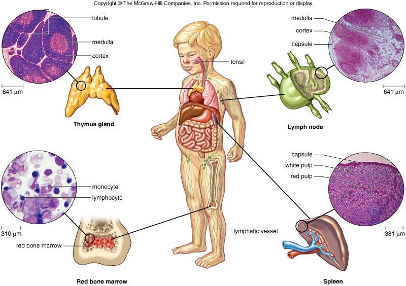 Roles of the Normal Microbiota The normal microbiota are the microorganisms that live on the body surfaces of a healthy individual and inhibit the growth of pathogens as follows: acidifying body