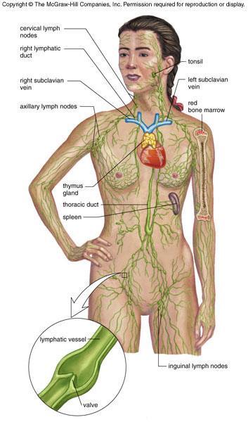 the Lymphatic System Lymph Nodes immune response to pathogens, foreign material in lymph Lymph (& Blood) fluids through which immune cells patrol the body Cells of the