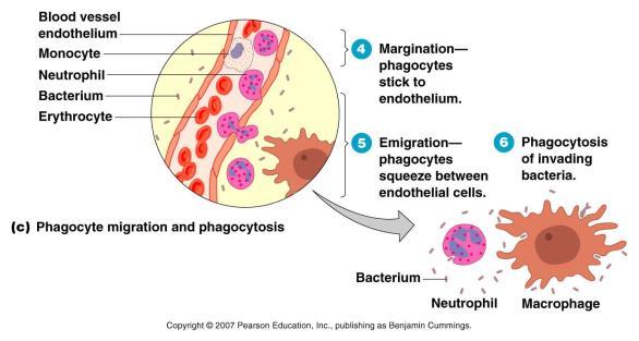 Phagocyte Migration (Chemotaxis) endothelium of capillaries in the area expresses proteins that stick to phagocytes phagocytes then squeeze their way out into the tissue and follow a trail of