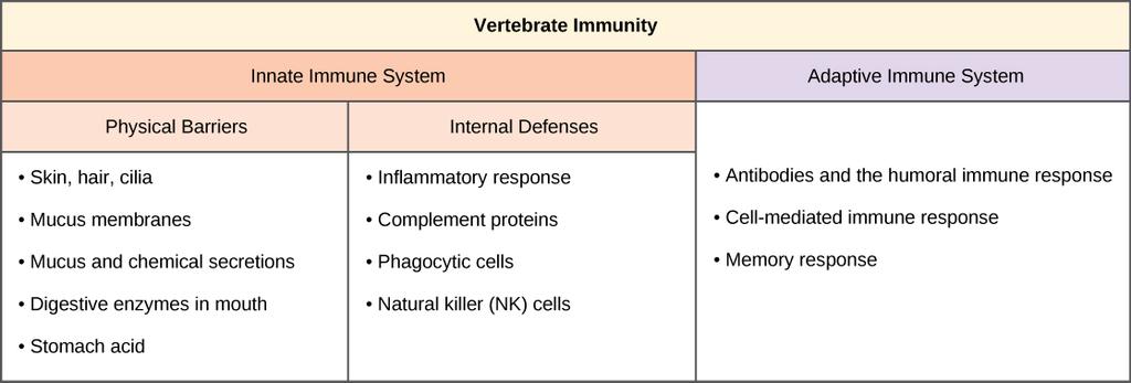 Innate Immunity Bởi: OpenStaxCollege The vertebrate, including human, immune system is a complex multilayered system for defending against external and internal threats to the integrity of the body.