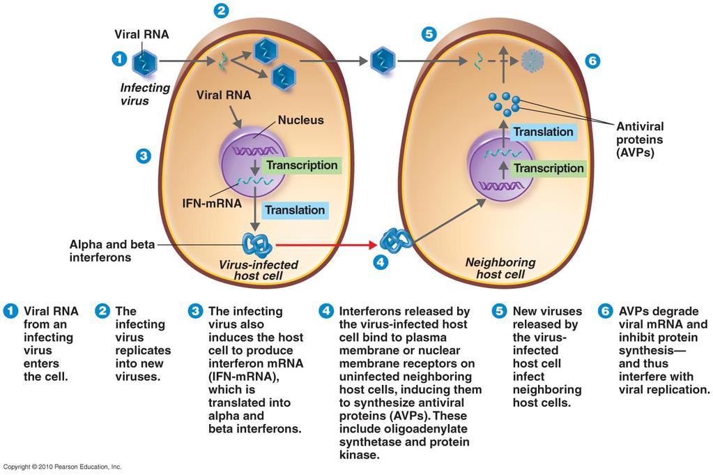 Interferons (IFNs)! messenger proteins produced by virusinfected cells!