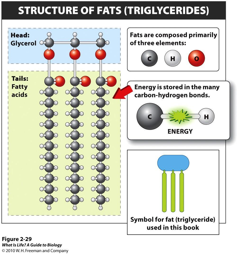 2.12 Fats are tasty molecules too plentiful in our