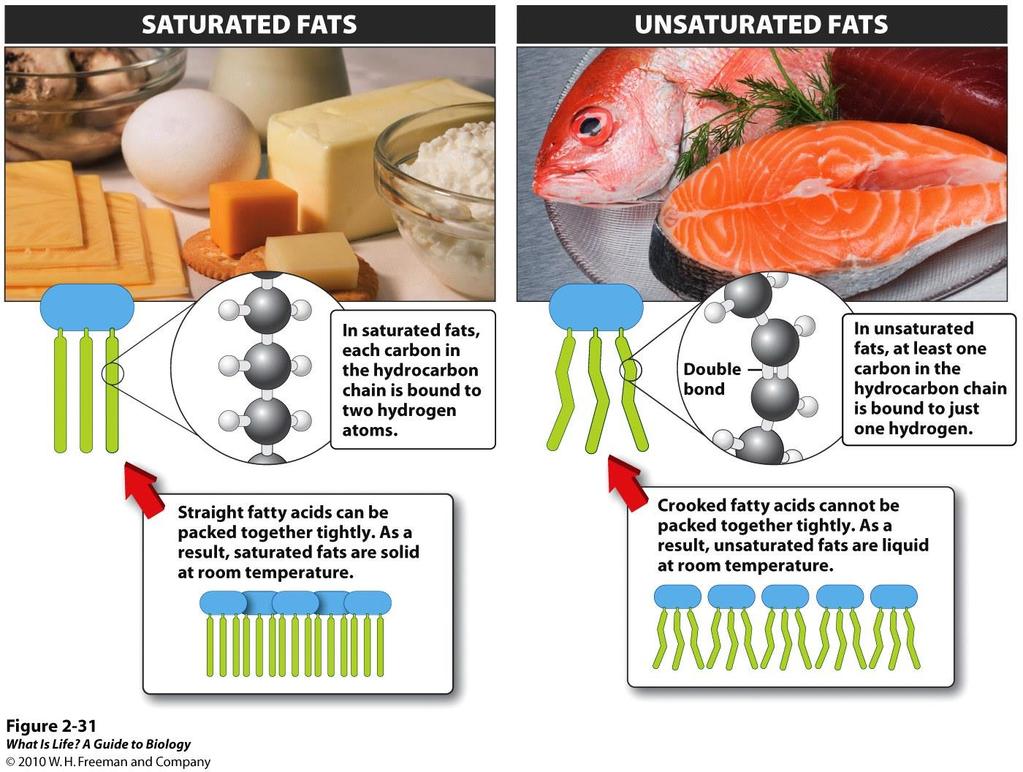 Saturated and Unsaturated Fats # of bonds in the
