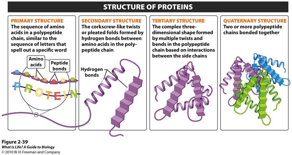 2.16 A protein s function is influenced by