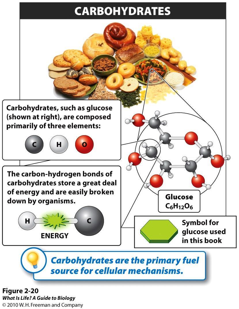 Carbohydrates C, H, and O Primary