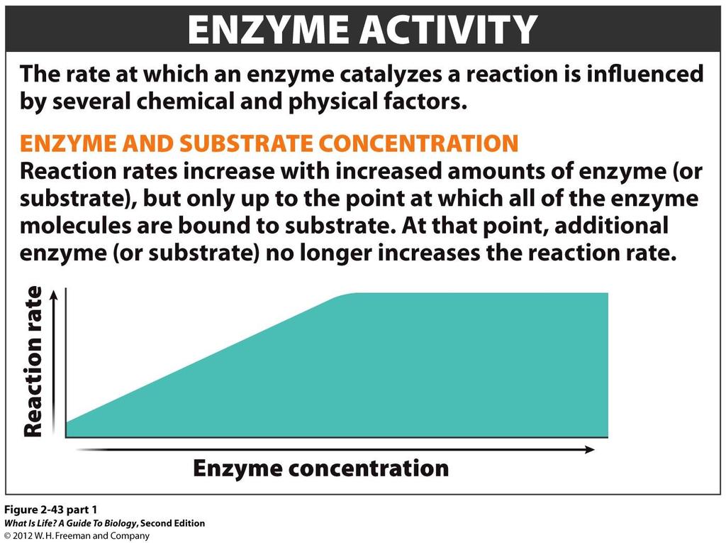 The rate at which an enzyme catalyzes a reaction is influenced by several chemical