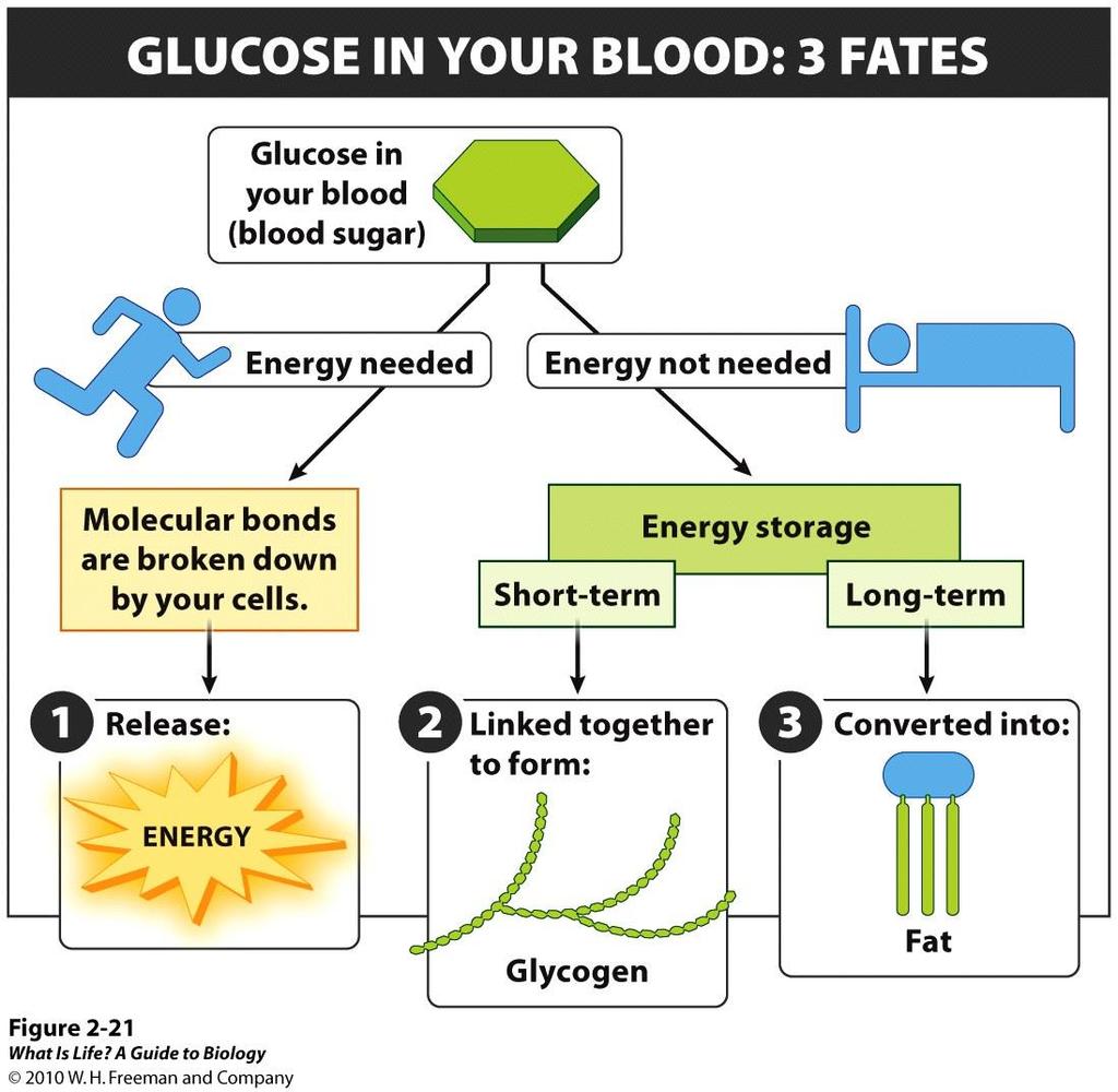 Glucose Most carbohydrates