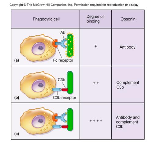 Phagocytosis Macrophages express receptors that