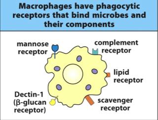 Phagosomes fuse with lysosomes, forming an