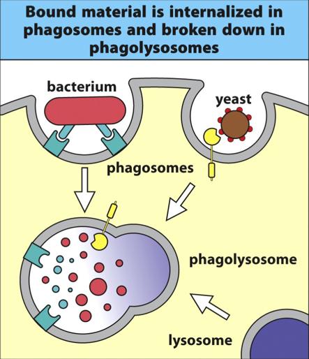 material is broken down by lysosomal hydrolases