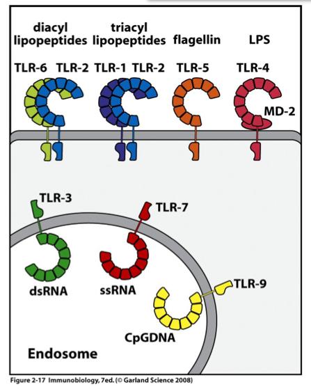 TLR are expressed on internal and external cell surfaces Some TLRs are located on cell surface of dendribc cells, macrophages, and other cells, where they can detect extracellular PAMPs TLRs act as