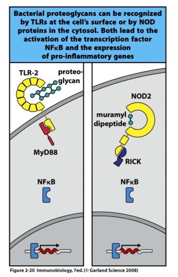 The NOD receptors act as intracellular sensors of bacterial infec7on Some intracellular receptors can detect PAMPs in the cytoplasm These proteins contain a nucelobdebinding oligomerizabon domain