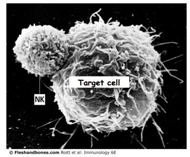 Natural killer cells Arise from lymphoid progenitor but are not T cells do not