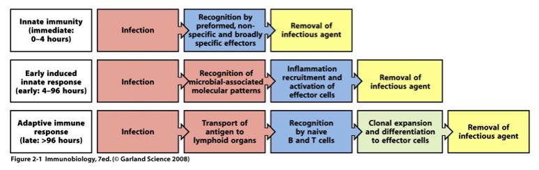 Three phases of immune response Innate phase: immediate immune responses Early induced innate responses: as with innate phase, relies on recognibon of pathogen by germline-encoded receptors of the