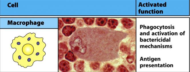 Macrophages encountering bacteria or other types of microorganisms in Bssue are