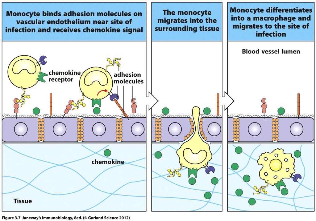 Tissue macrophages are