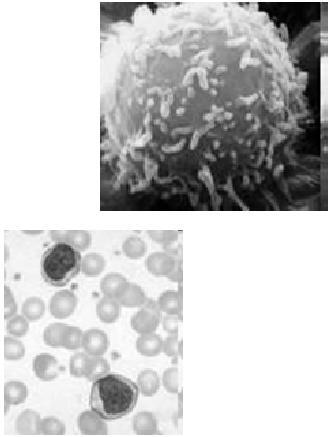 Lymphocytes Specific immunity T cells (cell-mediated) B cells (Ab-mediated) Present throughout the body: Phagocytes