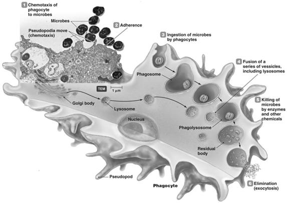 28 Phagocytosis Chemotaxis Adherence (opsins can increase this) Ingestion via phagocytic vesicle phagosome ph to 4.