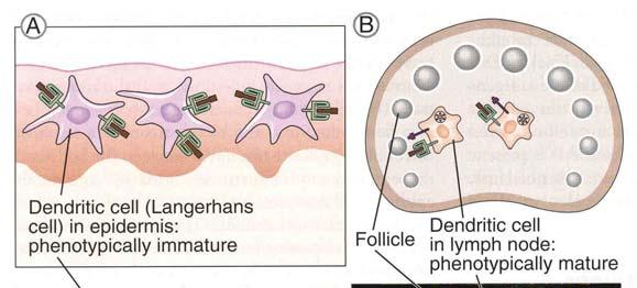 Abbas & Lichtman, 2004 The capture and display of microbial antigens.