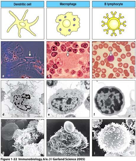 Antigen presenting cells (APC) Antigen Presenting Cells (APC): A special cells that capture microbial antigens and display them for recognition by T lymphocytes As naïve T cells required both antigen