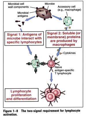 The 2-signal hypothesis Activation of naïve T cells requires 2 independent signals.