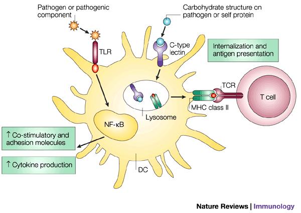 Role of innate immunity on T cell activation Co-stimulatory (2 nd ) signal Antigen (1 st )