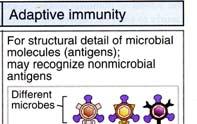Innate immunity Previously believed to be nonspecific, weak, and non