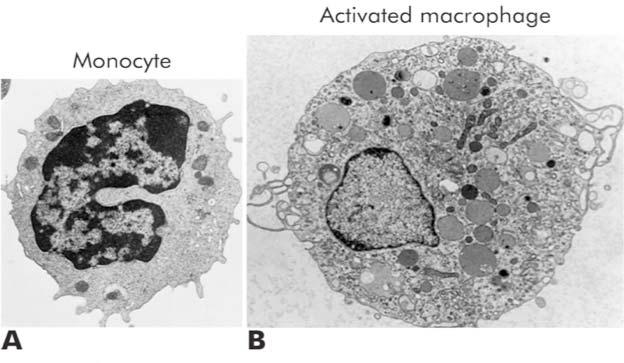 cell components Activation of a macrophage by cytokines: some cytokines produced by lymphocytes can react with surface receptors on macrophages and greatly increase their ability to kill bacteria.