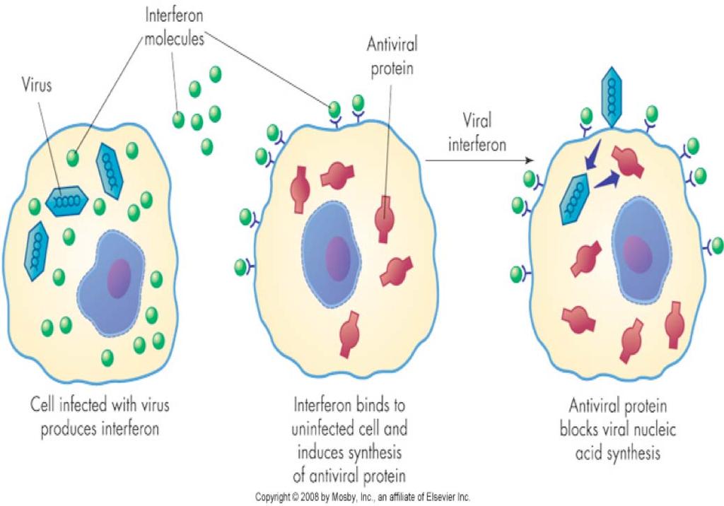 cell products The action of interferon virus interferon molecules antiviral protein viral interferon cell infected with virus produces interferon