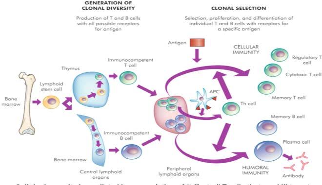 Adaptive Immunity - general Cellular immunity is mediated by a population of effector T-cells that can kill targets (cytotoxic T-cells) or regulate the immune response (regulatory T-cells), as well