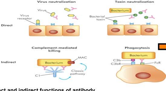 Adaptive Immunity humoral Direct and indirect functions of antibody.