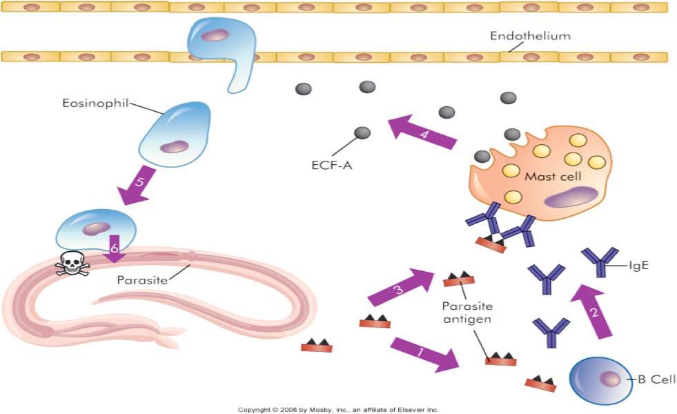 Adaptive Immunity humoral IgE mediated Destruction of a Parasite.