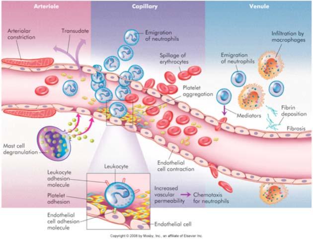 - general INFLAMMATION: A rapid / non-specific response in vascularized tissues.
